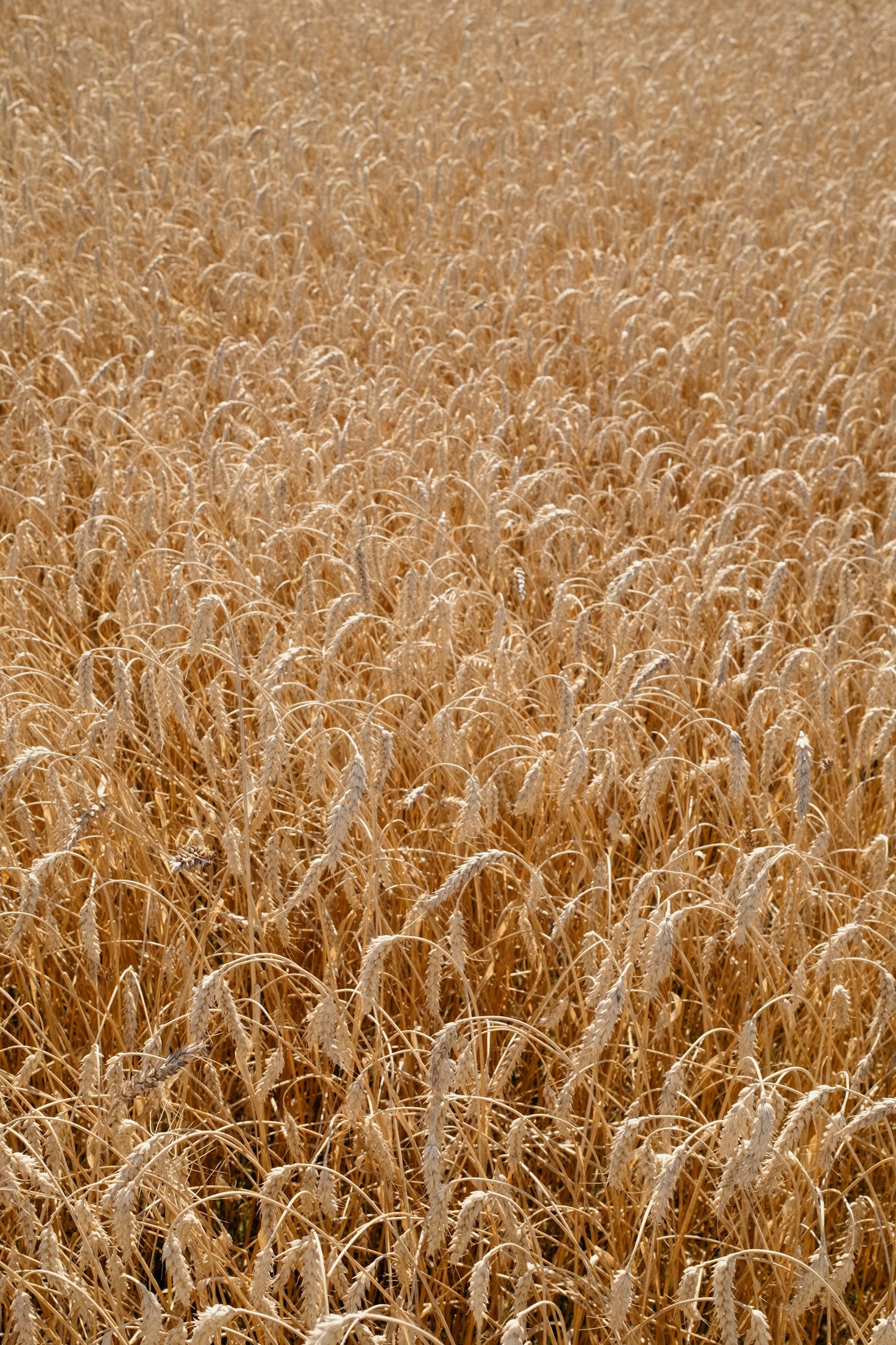 Storie di eccellenza nel panorama agroalimentare